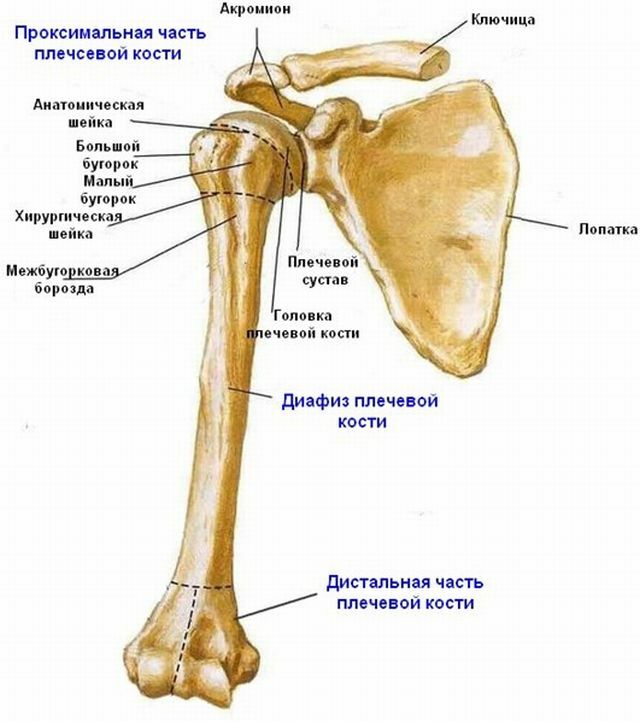 A váll anatómiája
