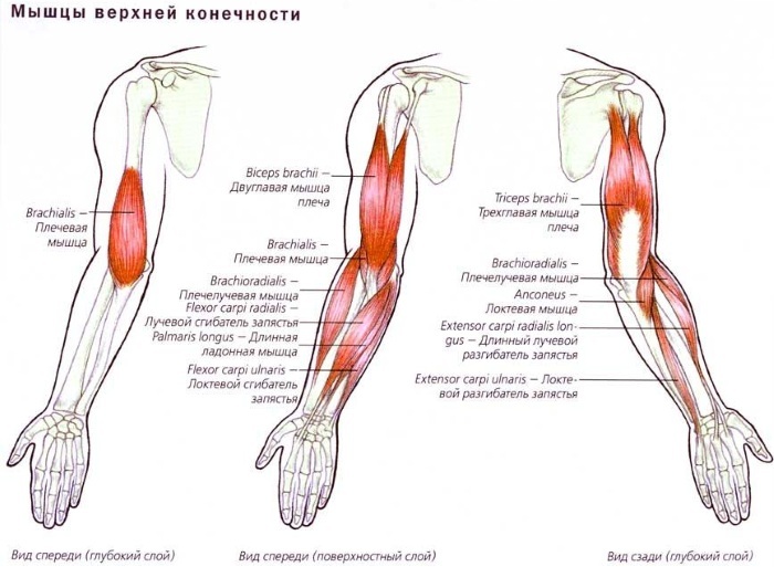 Human arm muscles. Scheme-drawing, anatomy, structure, description, functions