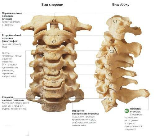 Scheme of the cervical spine