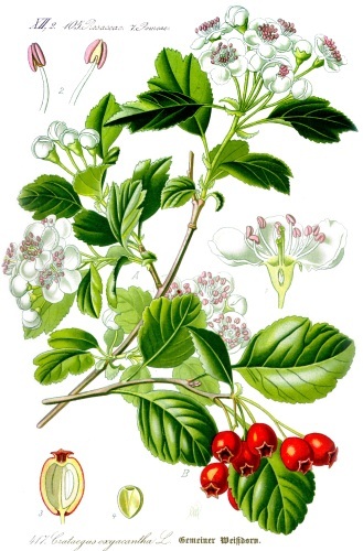 Hawthorn tincture. Instructions for use, properties, contraindications, recipe, price