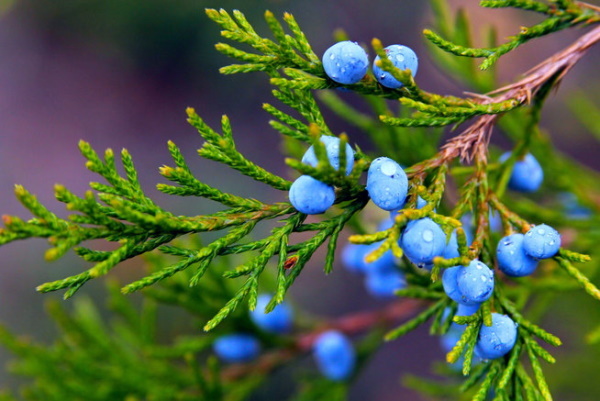 Juniper: benefits and harms to human health