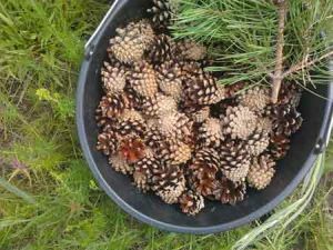 pine cones in a plate