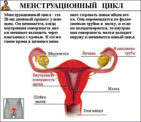 Cykl miesiączkowy