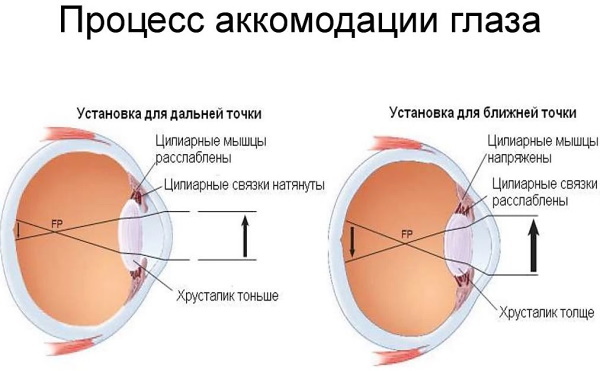 Human eye. Viewing angle, structure, anatomy, device