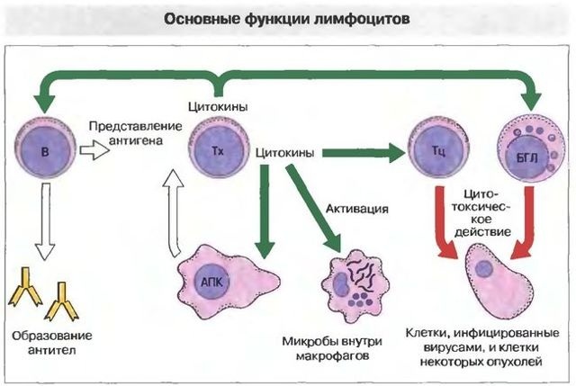 Atypical lymphocytes in the blood test in adults, children are lowered, increased. What does it mean, the norm