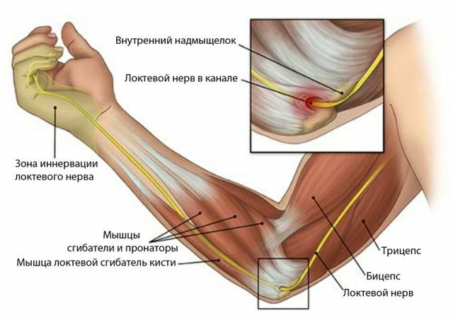 Elbow nerve anatomy