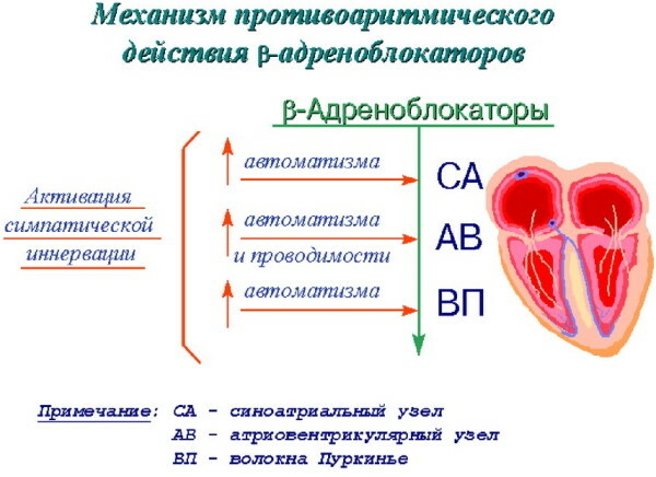 Bloqueadores beta. Mecanismo de acción, farmacología, clasificación.