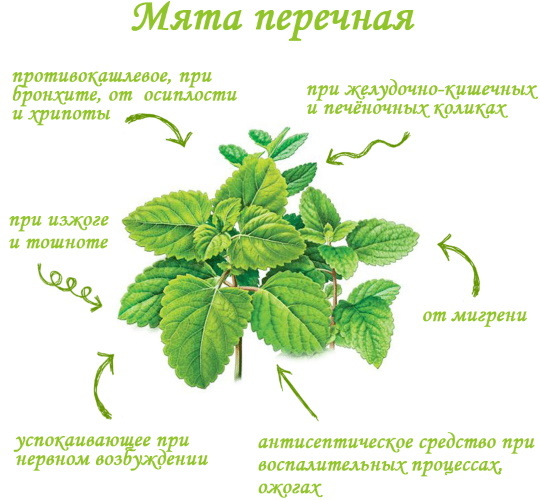 Menta piperita. Proprietà medicinali per le donne, i benefici del tè, ricette della medicina tradizionale