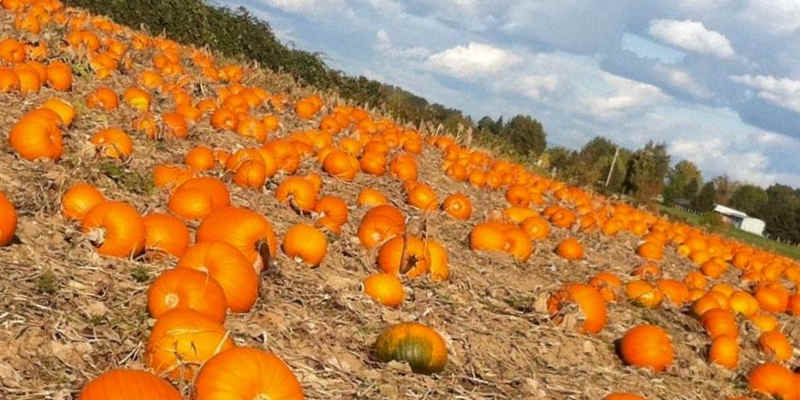 origin-pumpkin