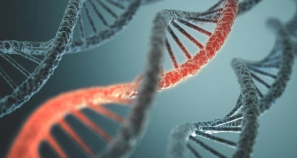 איך הגנים עוברים בתורשה. גנטיקה מהורה לילד