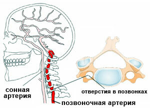 smegenų arterijos