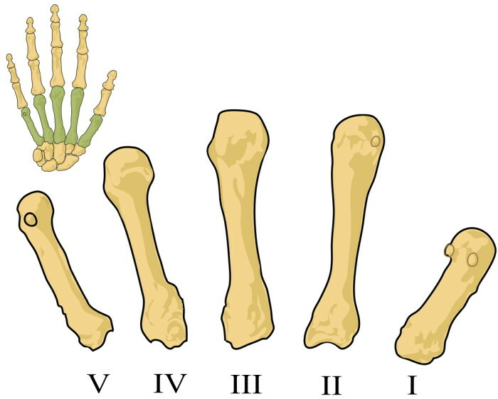 Anatomia da mão humana: tendões e ligamentos, músculos, nervos em imagens com nomes