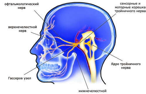 Struktura trigeminalnog živca, fotografija