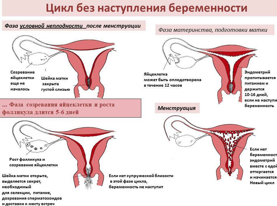 Menstrual cycle without pregnancy