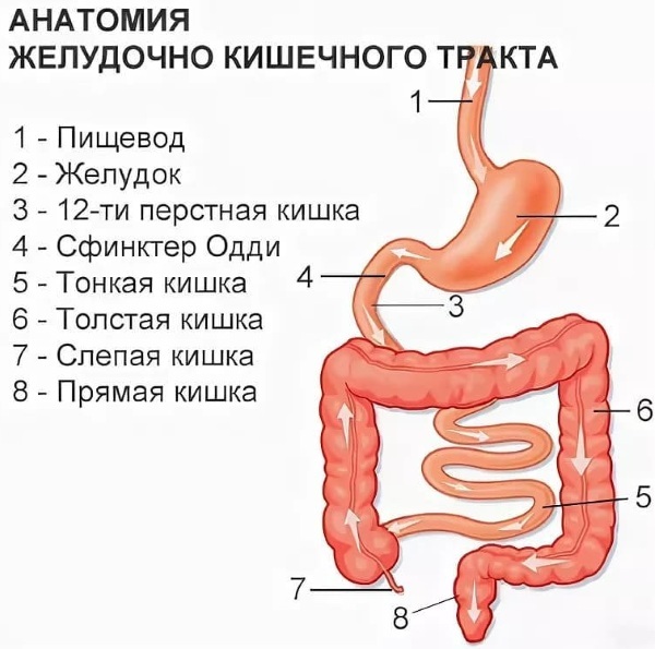 The human gastrointestinal tract (GIT). Anatomy, structure, diseases, symptoms, treatment
