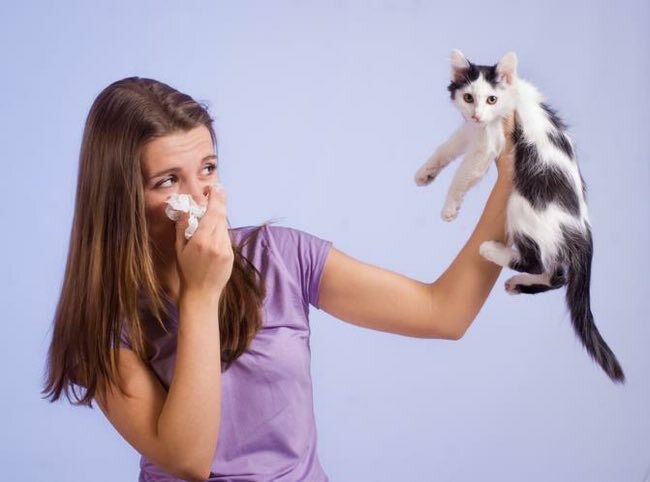 Allergy to the wool of cats