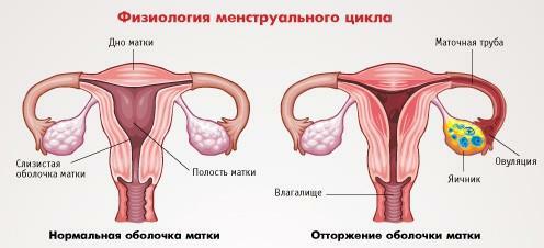Menstruacinio ciklo fiziologija