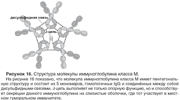 Immunoglobulin M. What shows what is responsible for, the norm, which means increased, decreased