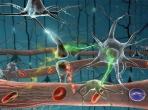 neuron og nerver