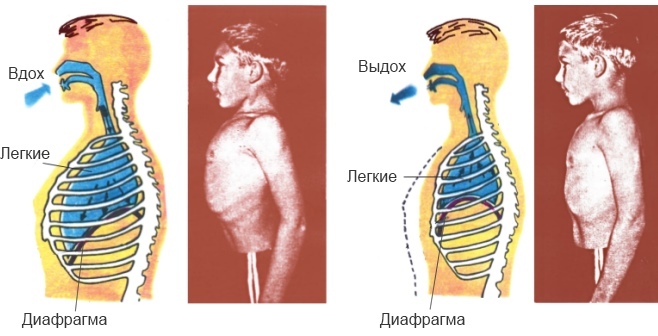 Diaphragme dans le corps humain. Qu'est-ce que c'est en anatomie, photo-rayon X de l'espace, où est-il, fonctions