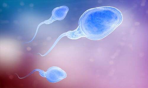 What determines male fertility and how to improve it?