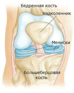 Anatomische Struktur des Knies