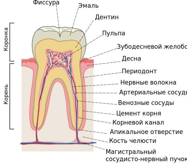 El nervio está en el diente. Dónde se localiza, foto, inflamación, remoción.
