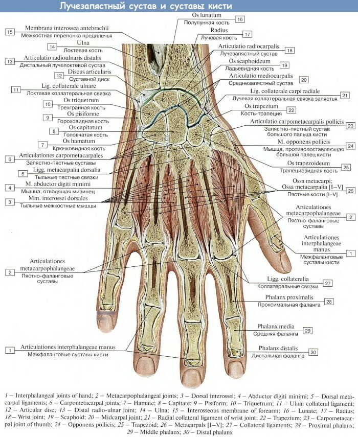 Ihmisen käden anatomia: jänteet ja nivelsiteet, lihakset, hermot