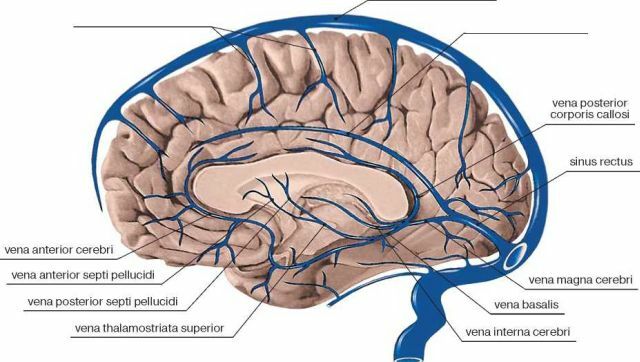 Overtreding van de veneuze uitstroom van de hersenen: in een stap van het oedeem