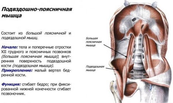 Iliac muscle. Where is located, anatomy, functions, hurts, inflammation, sprain, symptoms, how to treat