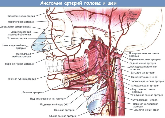 Arterier i hode og nakke. Anatomi, diagram med beskrivelse