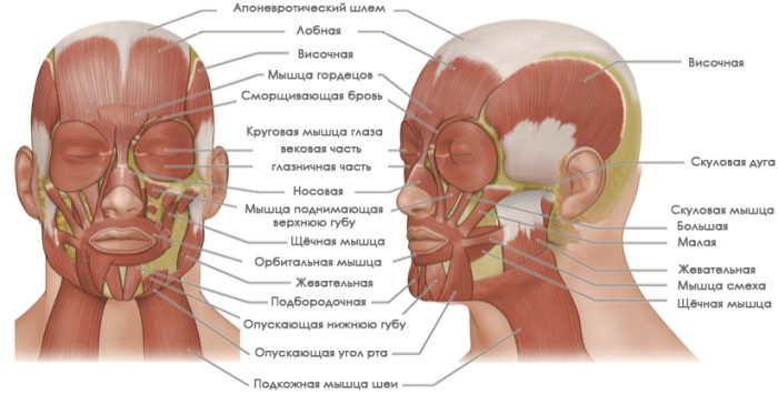 Músculos humanos para masaje. Anatomía, diagrama con títulos, firmas.