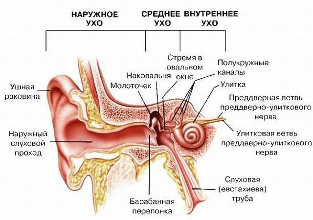 anatómia ucha