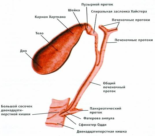 La vésicule biliaire chez l'homme. Où se trouve, photos, fonctions