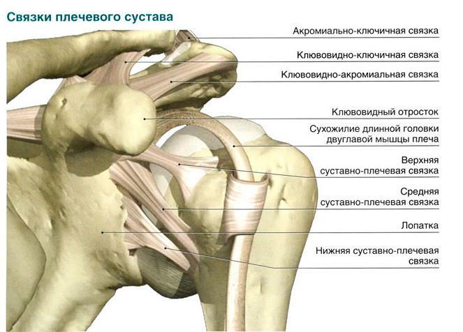 Ligamentos de la articulación del hombro