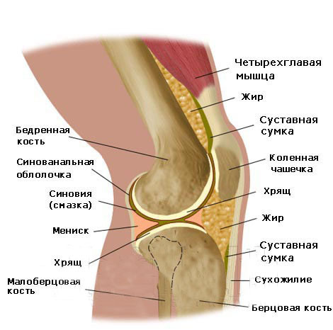 Schema van het kniegewricht