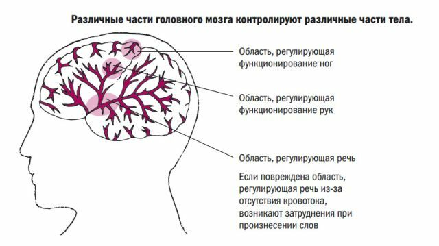 rechter en linker hemisferen van de hersenen