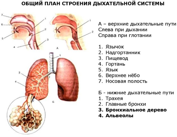 Alumised hingamisteed. Mis see on, mida see sisaldab, struktuur, funktsioon, haigus, sümptomid, ennetamine
