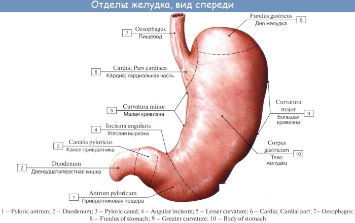 El tracto gastrointestinal humano (GIT). Anatomía, estructura, enfermedades, síntomas, tratamiento.