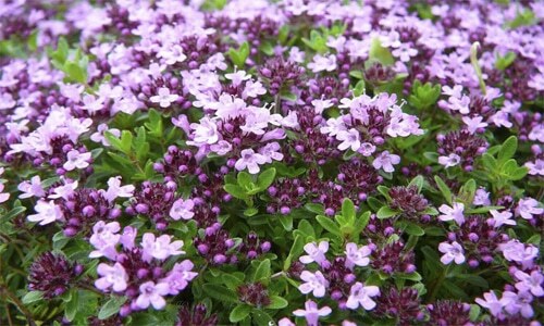 Thyme is the protector of the male genitourinary system