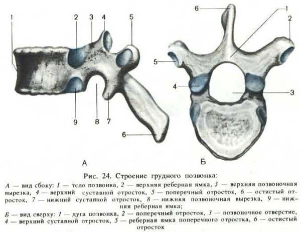 Human pectoral vertebrae