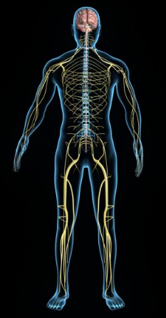 žmogaus nervų sistema