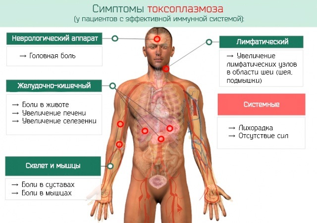 Toxoplasmose hos børn. Symptomer, behandling, kliniske retningslinjer