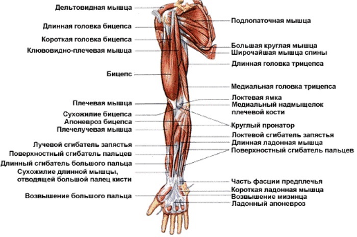El sistema musculoesquelético humano. Funciones del sistema