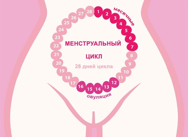 Menstruacijų ciklas (menstruacijos). Dienų norma moterims po 30-40 metų, mergaitės. Kaip teisingai skaičiuoti, kodėl jis tapo trumpesnis, priežastys