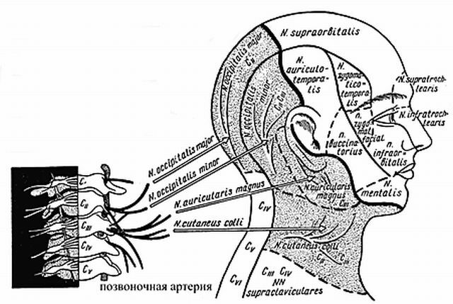 Migraine cervicale - mal de tête douloureux à l'occiput
