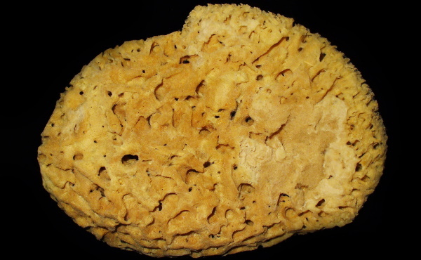 Spongijas grauzdiņu homeopātija. Norādījumi, indikācijas lietošanai bērniem
