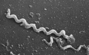 virusul sifilisului