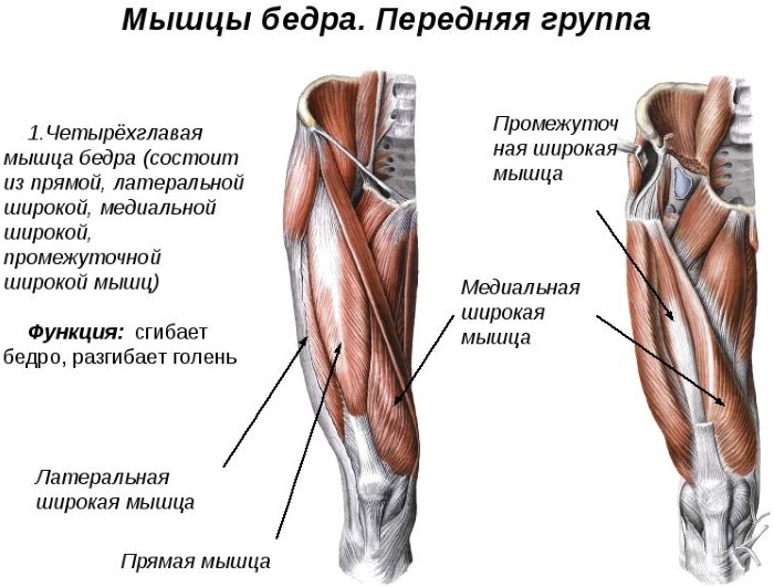 Typer muskler hos mennesker. Navn, anatomi, deres funktioner, som skelnes, tabel