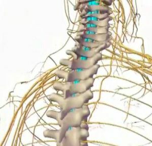 roots of the spinal cord